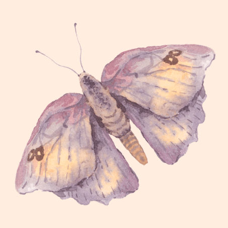 Beautiful Moth with Flora's Kiss, Adelaide Hills