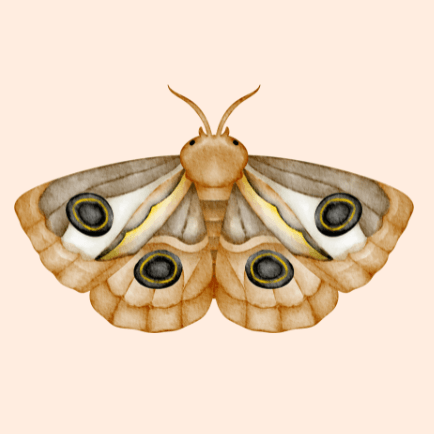 Spotted Moth with Flora's Kiss, Adelaide Hills