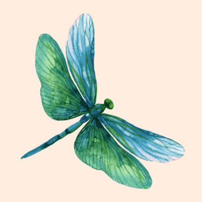 Dragonfly with Flora's Kiss, Adleaide Hills