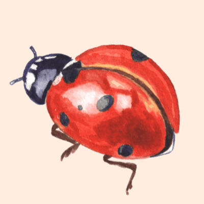 Lady Beetle with Flora's Kiss, Adelaide Hills