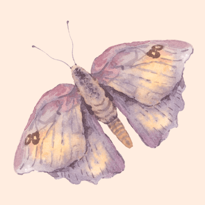 Beautiful Moth with Flora's Kiss, Adelaide Hills