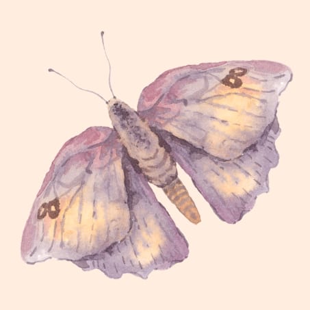 Beautiful Moth with Flora's Kiss, Adelaide Hills