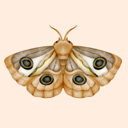 Spotted Moth with Flora's Kiss, Adelaide Hills